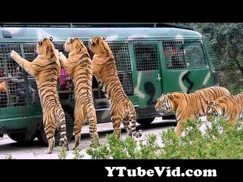 View Full Screen: angry royal bengal tiger attacks safari bus in bangladesh 124 a full day tour bangabandhu safari park.jpg