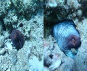 Ahmed Moustafa found an unbelievable species under the sea. &#60;br/&#62;&#60;br/&#62;It looks like a red, chubby fish.&#60;br/&#62;&#60;br/&#62;When Ahmed goes closer to it to record, it miraculously changes its color and drags itself under the stone.&#60;br/&#62;&#60;br/&#62;This scene suggests that the fish observes its surroundings and attempts to save itself from danger. &#60;br/&#62;&#60;br/&#62;&#92;